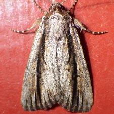 Sympistis atricollaris