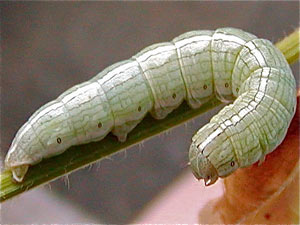 Cucullia florea