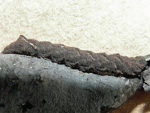 Palthis angulalis