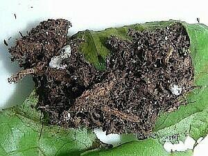 Amphipyra pyramidoides