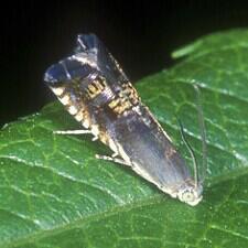 Ephippiphora angleseana