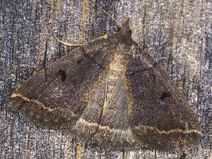 Zanclognatha laevigata