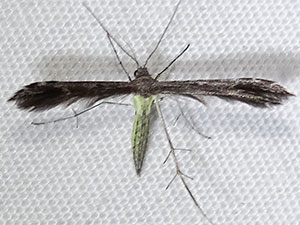 Pselnophorus hodgesi