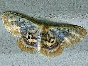 Idaea scintillularia
