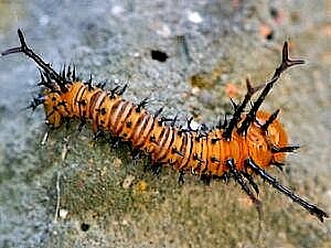 Eacles imperialis
