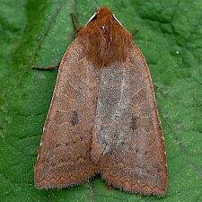 Epiglaea decliva