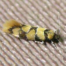 Decantha boreasella