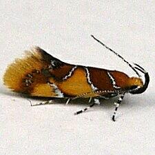 Callima argenticinctella