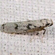 Glyphidocera lactiflosella