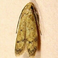 Gerdana caritella