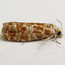 Retinia virginiana