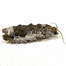Proteoteras naracana