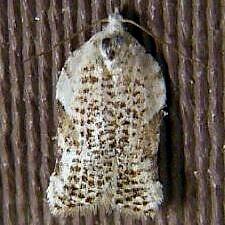 Acleris subnivana
