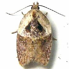 Acleris robinsoniana