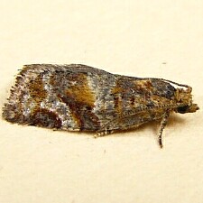 Argyrotaenia pinatubana