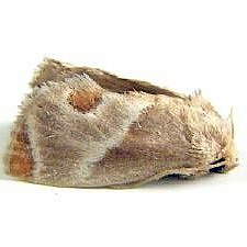 Apoda biguttata