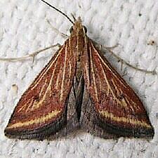Microtheoris ophionalis