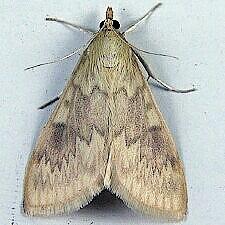 Ostrinia nubilalis