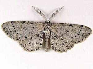 Glena cribrataria