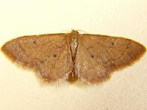 Idaea eremiata
