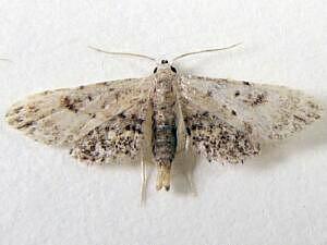 Sigela brauneata