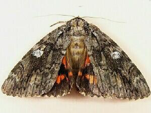 Catocala ilia