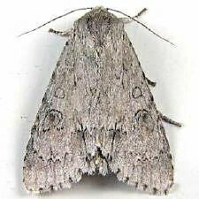 Acronicta americana