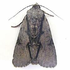 Acronicta funeralis