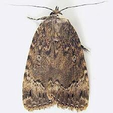Amphipyra pyramidoides