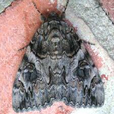 Catocala piatrix