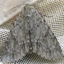 Acronicta americana