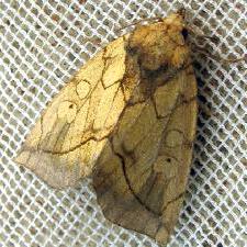 Basilodes pepita
