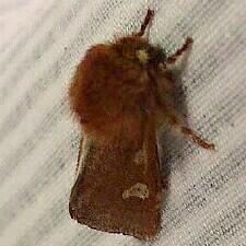 Psaphida styracis