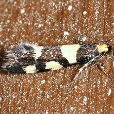 Brymblia quadrimaculella
