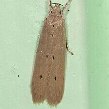 Homaledra sabalella
