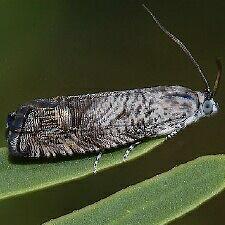 Ofatulena duodecemstriata