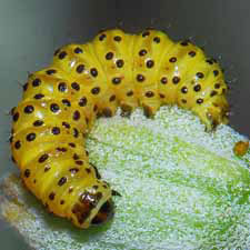 Lineostriastiria hachita