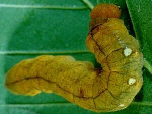 Pseudothyatira cymatophoroides