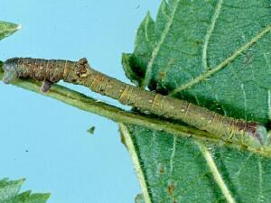 Probole amicaria