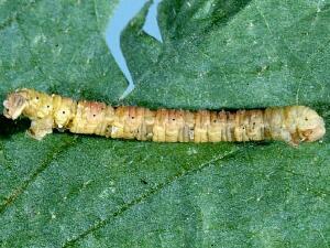 Heterophleps refusaria