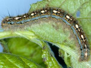 Malacosoma disstria
