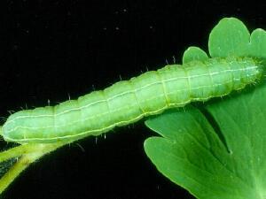 Amphipyra tragopoginis