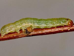 Homoglaea hircina