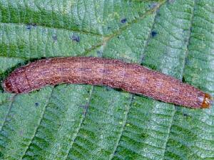 Polia purpurissata