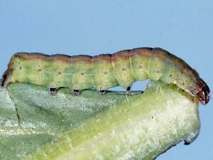 Richia chortalis