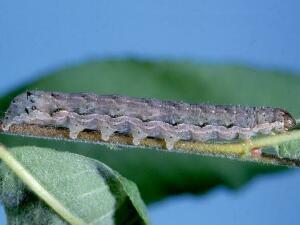 Graphiphora augur