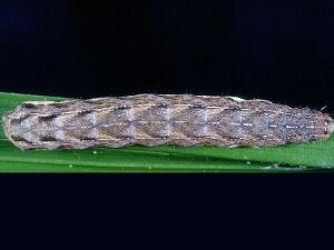 Xestia c-nigrum