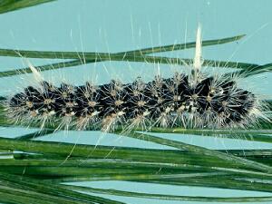 Panthea acronyctoides