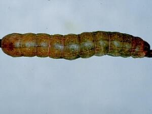 Fishia illocata