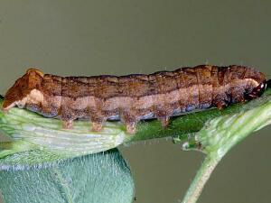 Hyppa contrasta